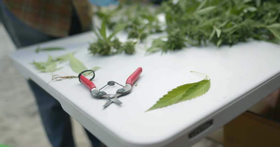 A man cuts leaves off a cannabis plant