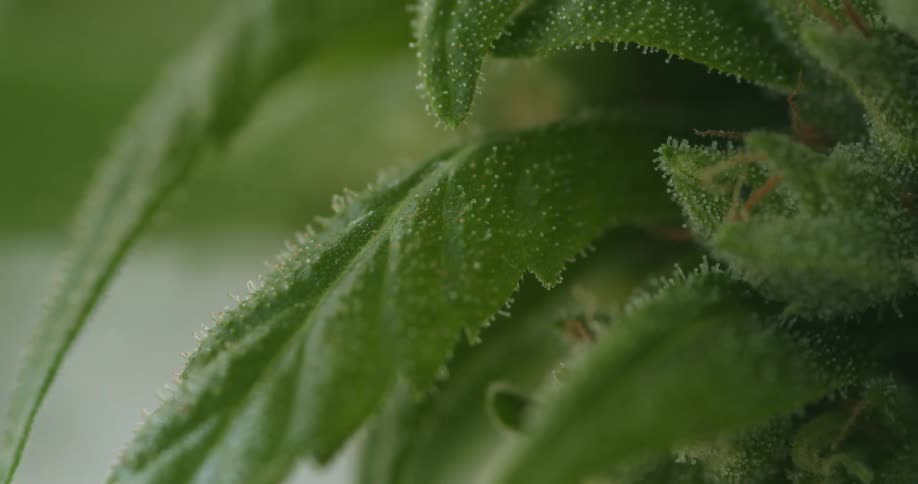 A very close up view of marijuana plant leaves