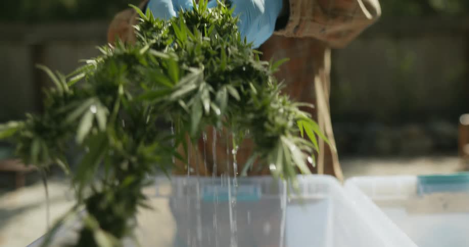 A man lifts a small bunch of cannabis plants from a plastic bin and shakes the water off