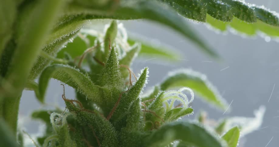 A very close up view of marijuana plant as the sun shines upon it