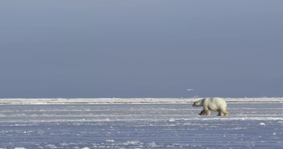 A view of a polar bear walking out on the ice