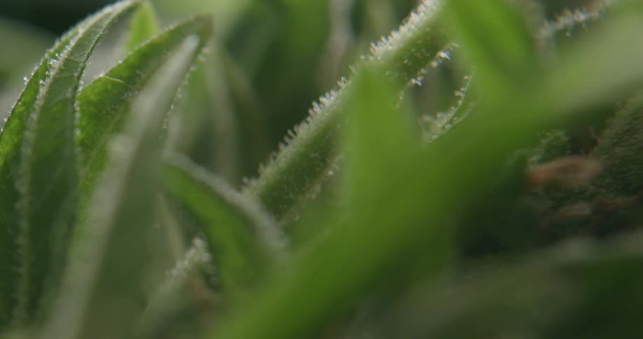 A very close up view of cannabis plant