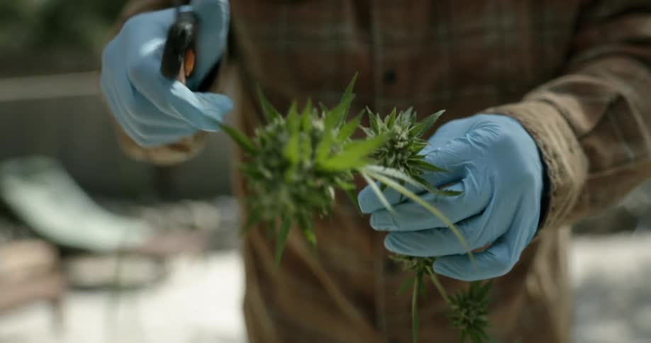 A man wearing light blue gloves is outside trimming the leaves off a cannabis plant