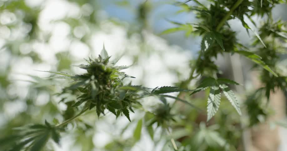 Marijuana plants moving in the breeze as someone in the distance is cutting them down