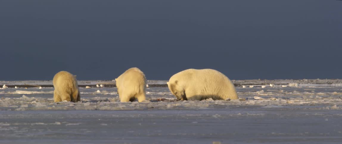 The bears are eating on the frozen water