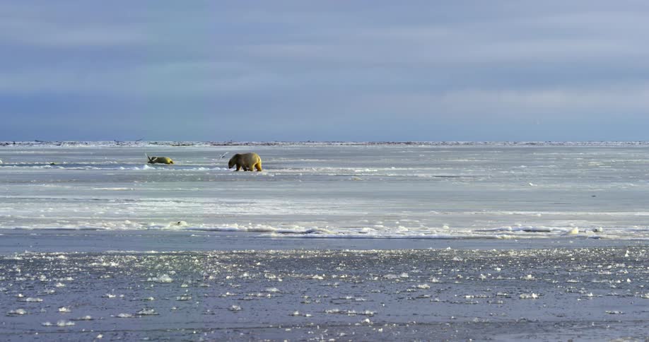 A group of polar bears walking around outdoors