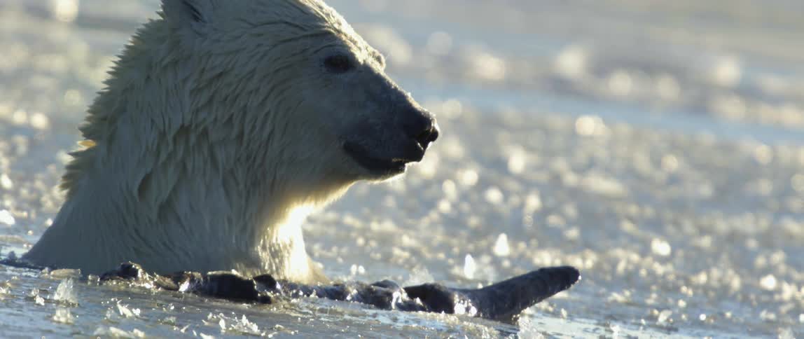A polar bear swimming in the ocean
