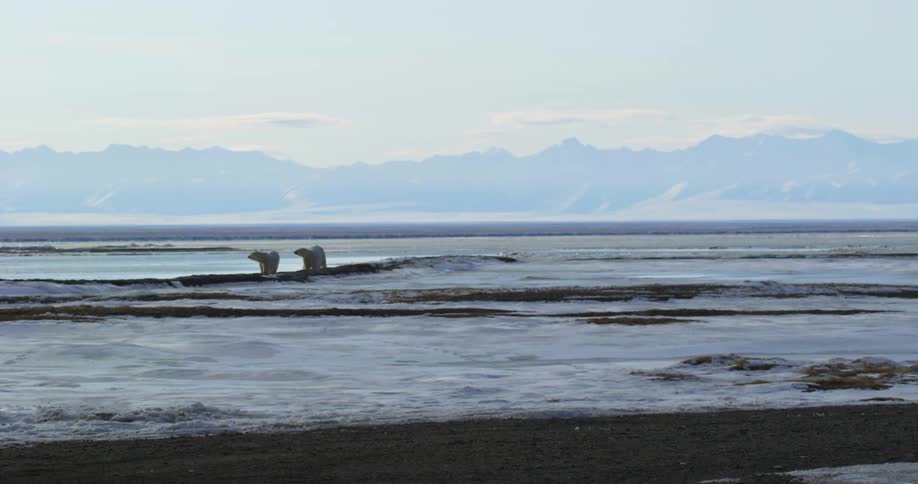 A group of polar bears outdoors