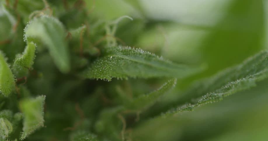 A very close up view of a cannabis plant