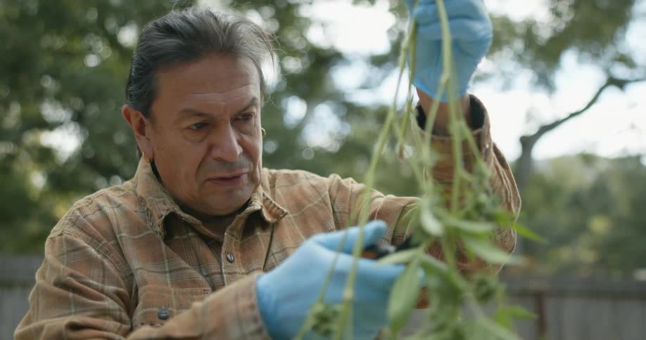 A man hold up a plant to trim the leaves while standing in his yard
