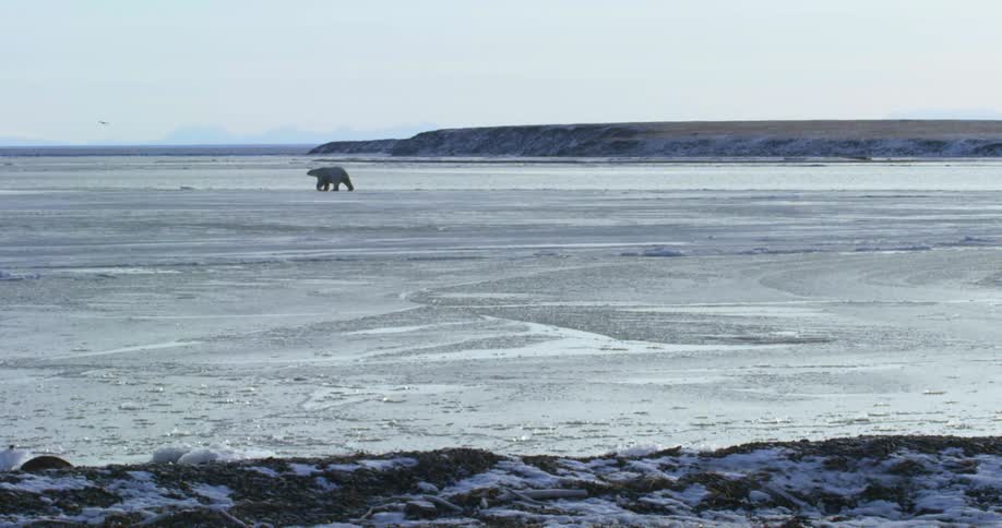 A polar bear is walking on the ice covered shore