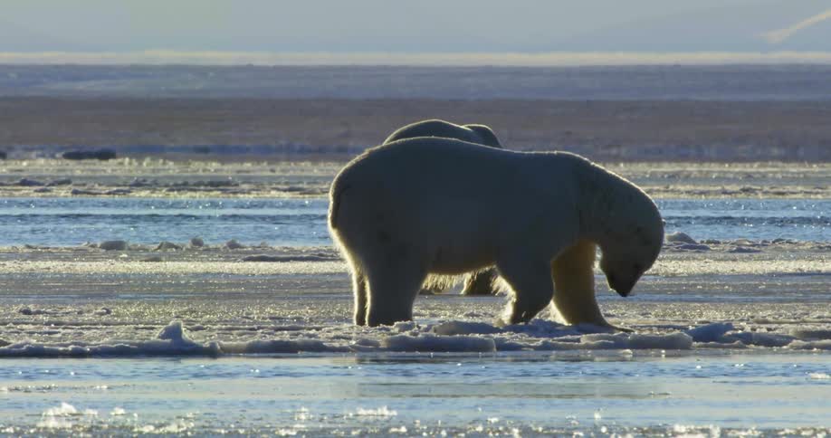 Polar bear bounces on ice as water flows past