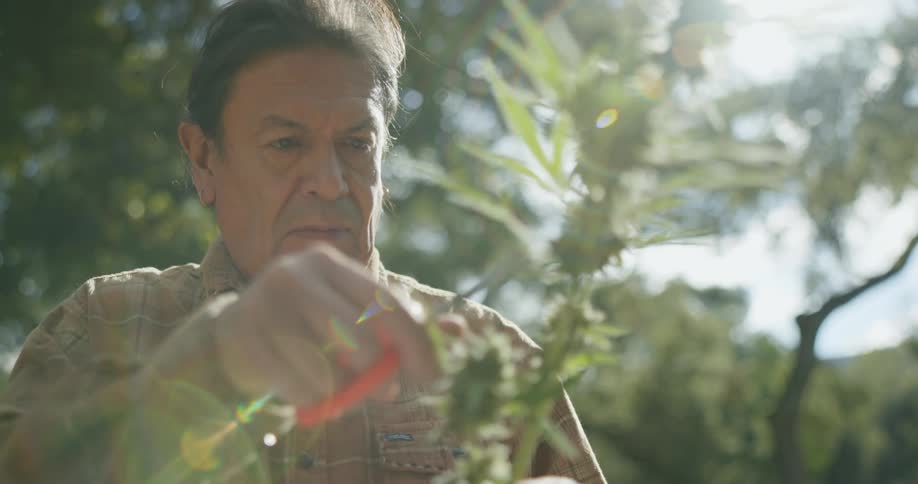 A man is outside trimming the leaves off a cannabis plant