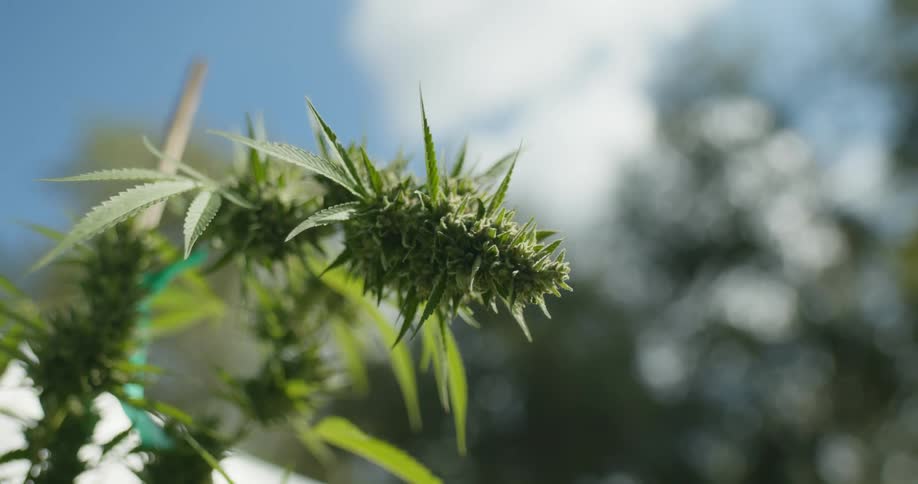 Marijuana attached to stake stands under cloudy sky