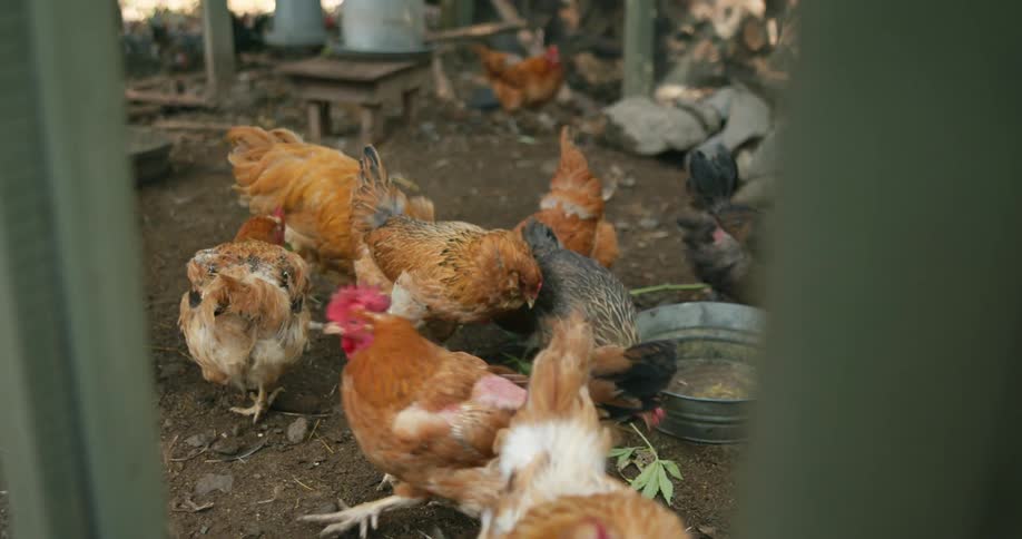 Chickens and roosters eating green leafs from the ground in a farm