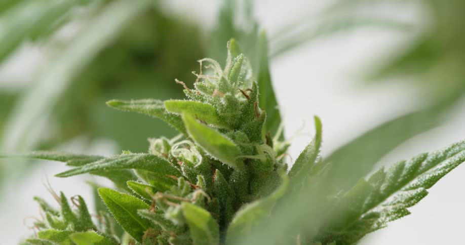 Close up view of a cannabis plants leaves and buds