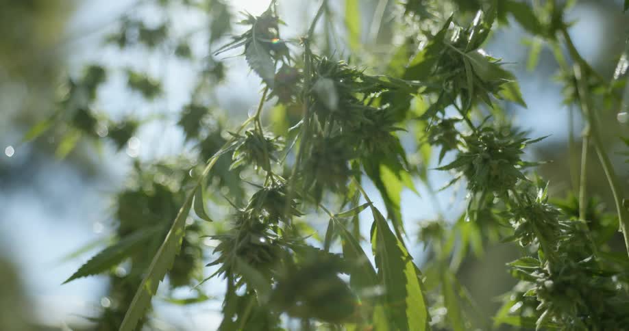 A close view of the hanging branches and buds on a tree thats been watered and is dripping wet during the day