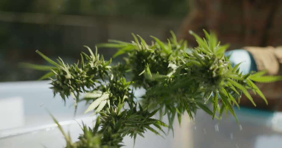 A farmer is lifts the marijuana plants from the water