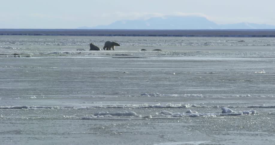 The polar bears search for food on the frozen waters