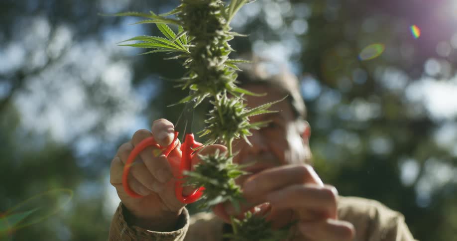 A man is standing in a woodland area while snipping leaves from a large plant hes holding in his hand in the daytime