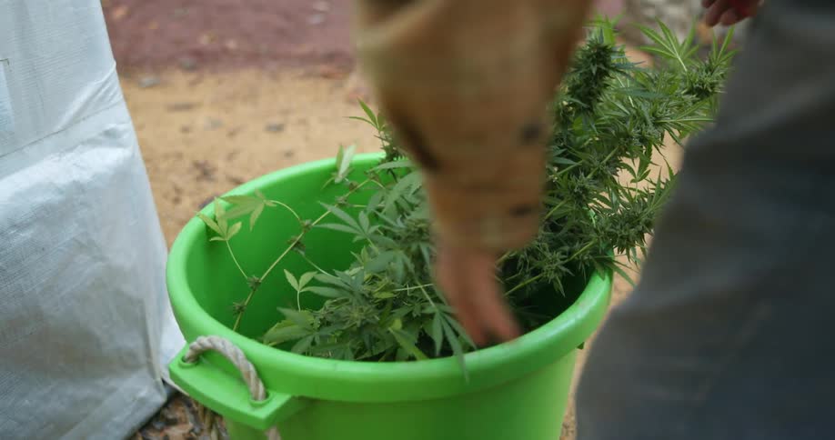 Man wearing plaid shirt places marijuana cuttings into green bucket with rope handle