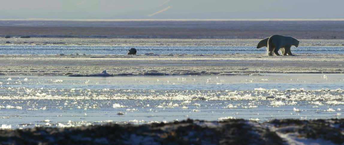 Two polar bears walk along a ridge of ice on the shore as another bears pops it heads up and looks over the edge