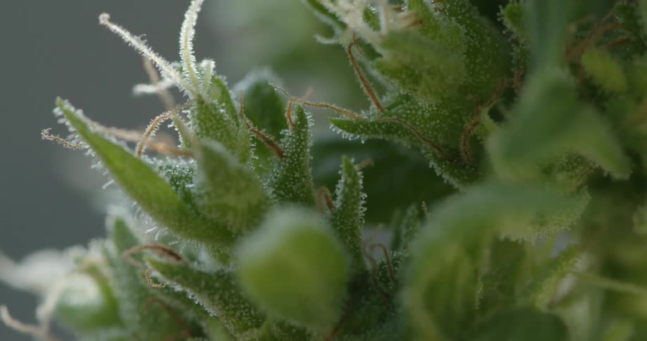 A very close up view of a cannabis plant