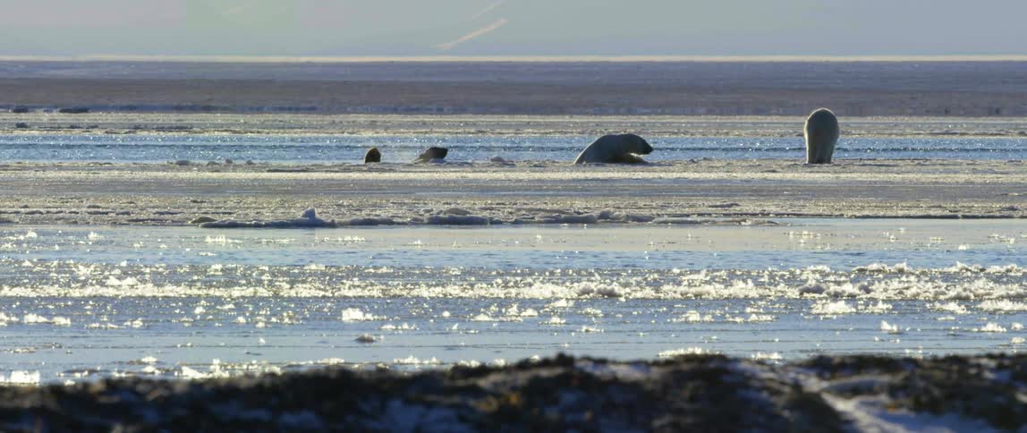 The polar bears climbs out of the water and crawls on the ice