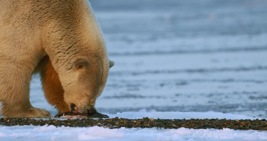 A polar bear tears apart the skin of a fish while eating