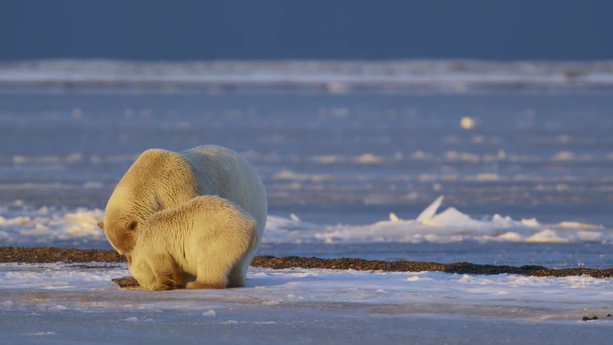 Polar bears feed on the meat on the ice