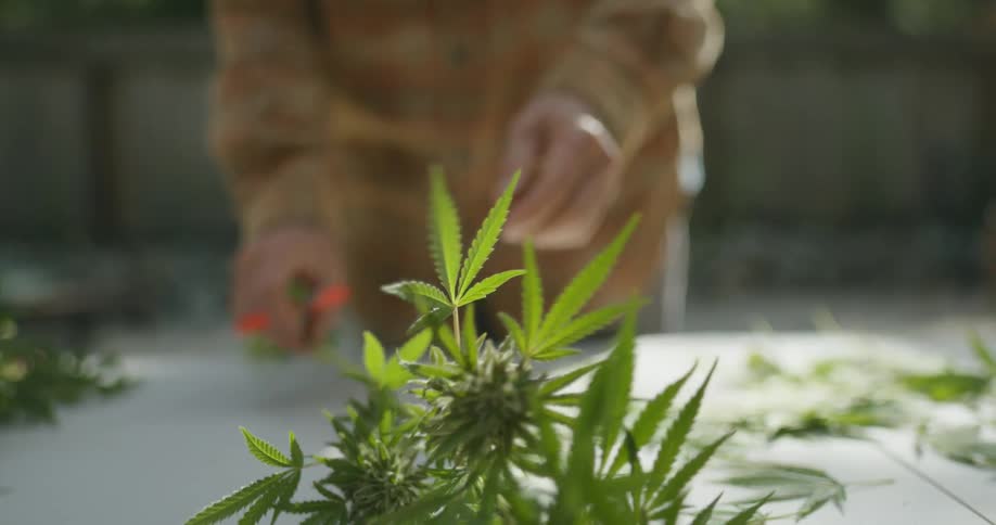 A man cuts leaves off of a cannabis plant
