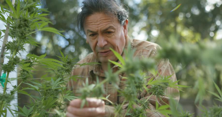 Man harvests marijuana plant standing outdoors