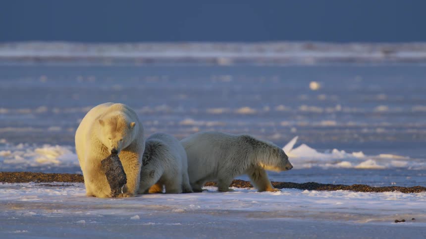 Mother polar bear and cubs chew at and carry object standing on ice