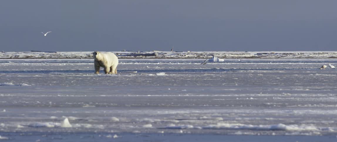 Birds fly low over the icy water where a polar bear is walking