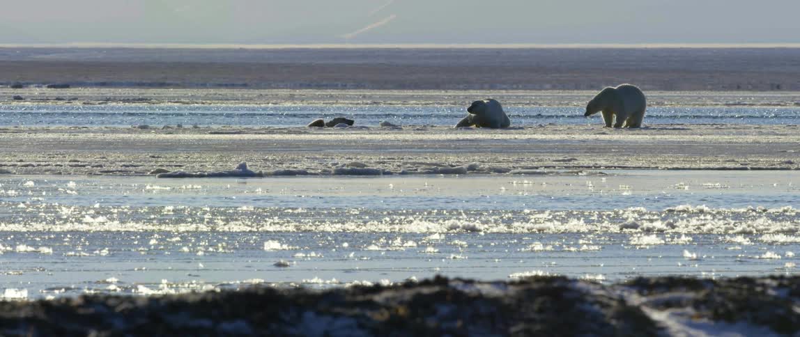 A group of polar bears outdoors