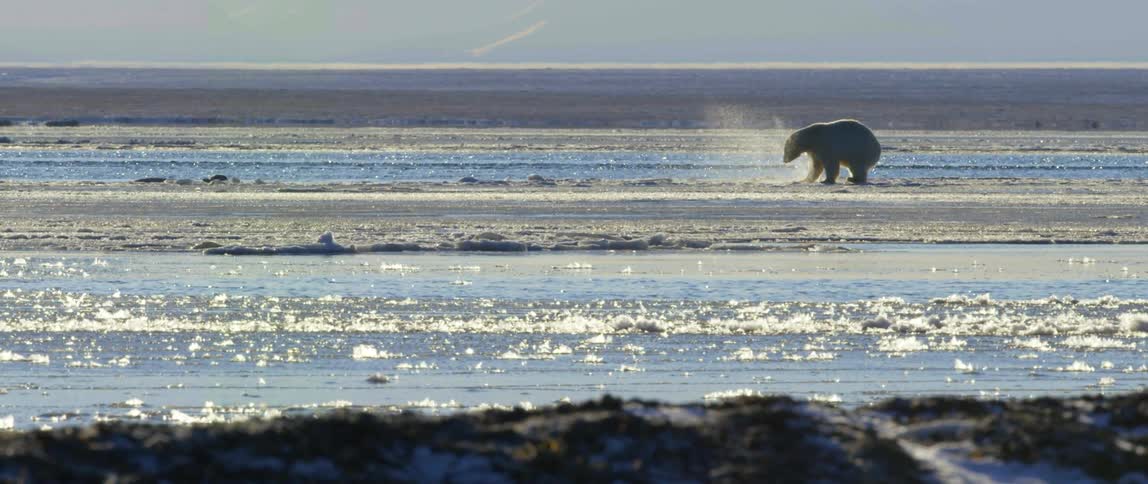 Polar bears play and swim in ocean water