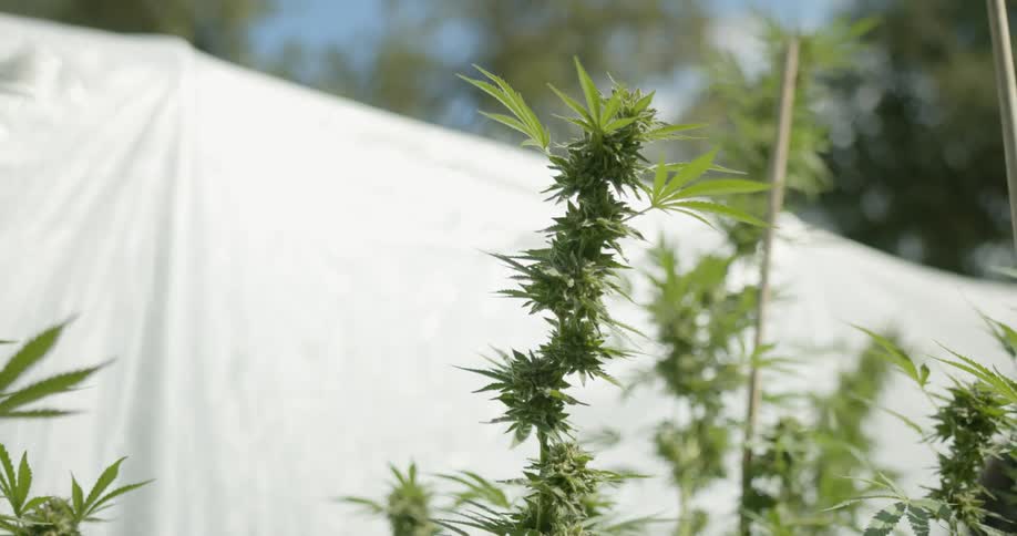 Marijuana plants are swaying in the breeze as the sun shines upon them