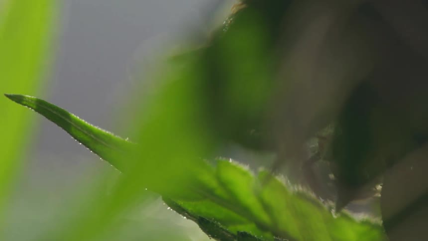 Small hairs outline leaves on plant