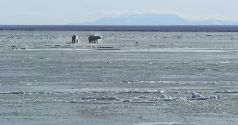 Two polar bears stand on ice as a third swims in water with mountain onhorizon