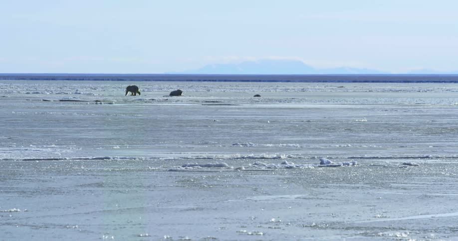 Polar bears walk on ice with a view of vast plains of ice