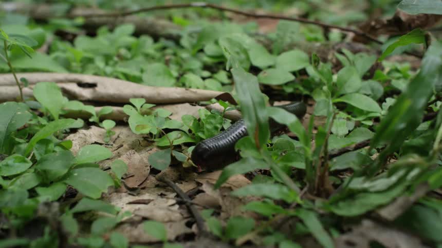 Men Hunt In The Jungle