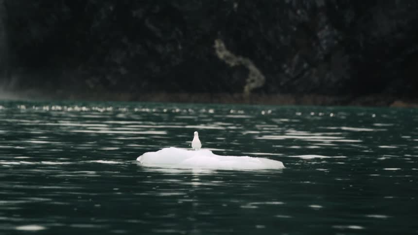 A seagull is standing on small chunk of ice in a lake with a waterfall and cliff in the background in the daytime