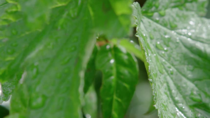 Giant tropical leaves are coated in clean raindrops as the wind blows them around in the Patagonia wilderness