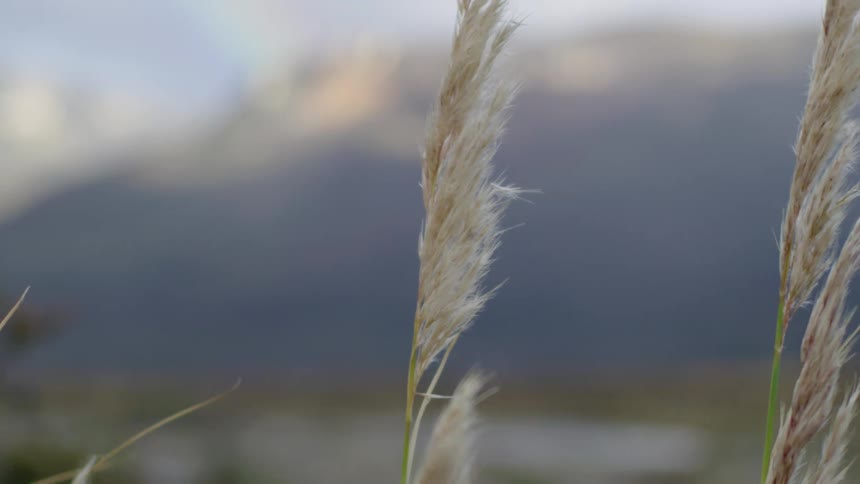 Tall feathery grasses wave in a field with mountains in the background as the camera moves dynamically