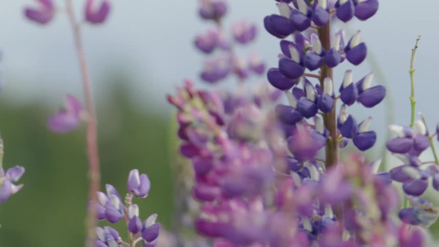Small blue and purple flowers (Lupinus perennis) waving in the wind in a field in this dynamic slow motion shot
