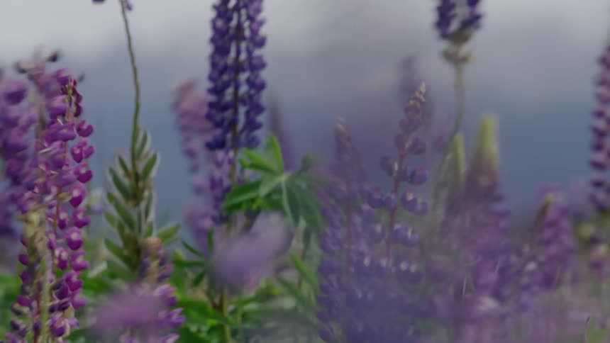 Purple wild flowers (Lupinus perennis) are blown in strong wind