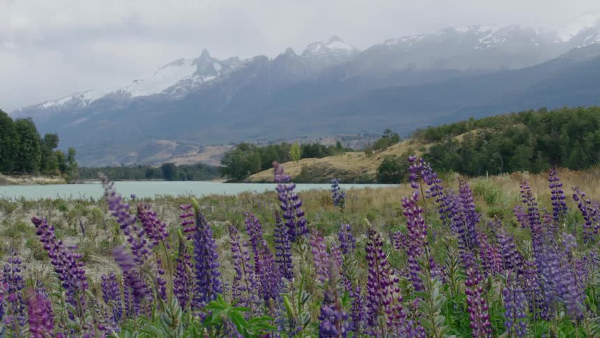 Purple flowers (Lupinus perennis) blow in field near an untouched river with snow capped mountains on cloudy horizon