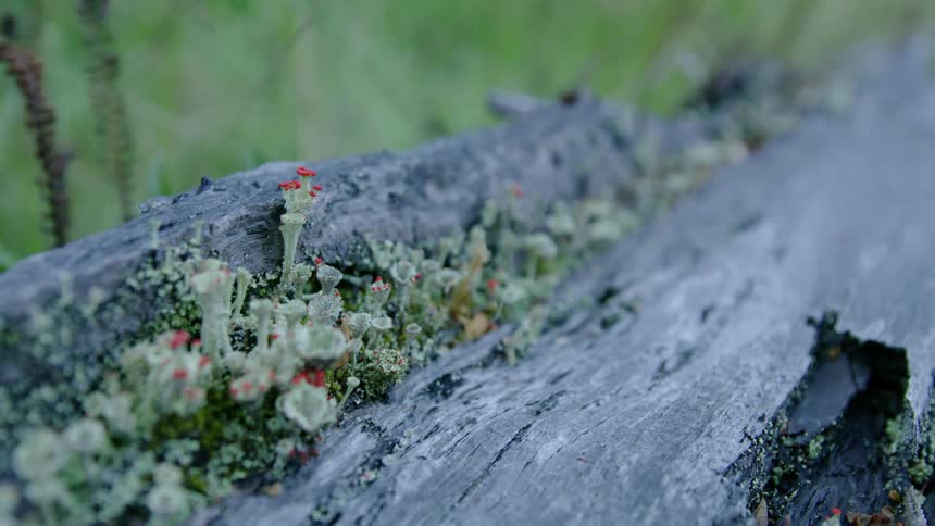 The fallen tree is covered with moss and lichens deep in the pristine wilderness of Patagonia, Chile