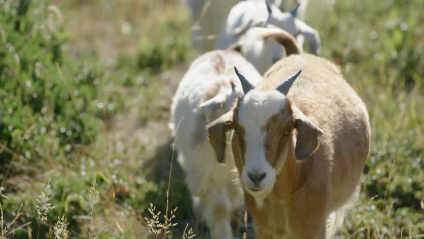 Herd of goats walks through field in line
