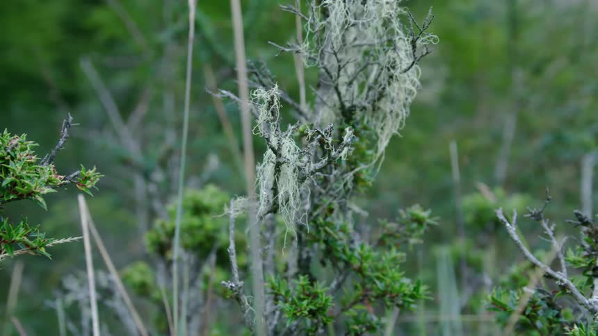 Moss dangles from a tree branch in hanging in a pristine forest